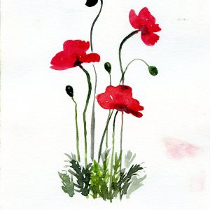 Red Poppies in the Breeze Red Poppies in the Breeze