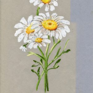 The Daisy?s Soft Smile